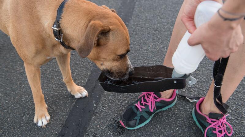 So gelingt Laufen mit Kindern und Hund Zum Joggen mitnehmen: Hunde müssen auf weiteren Strecken trinken.