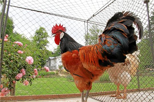 Zum Kastanienblütenfest krähen die Hähne im Rosengarten wie letztmalig 2019, organisiert vom Harzburger Rassegeflügelzuchtverein. Archivfoto: Potthast