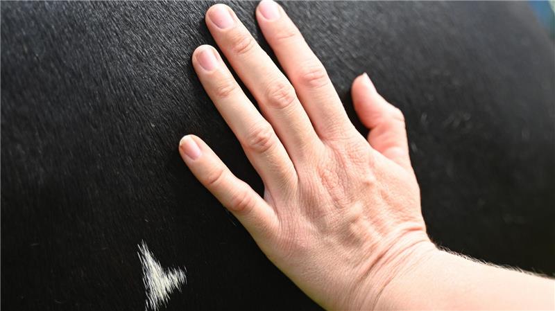 „Zum Kühe-Kuscheln kommt der Querschnitt der Gesellschaft“.