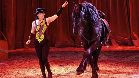 Zum Programm des Circus Busch gehört auch die Hohe Schule der Pferdedressur.