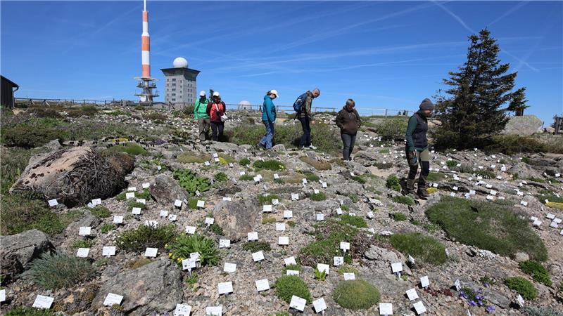 Zum Saisonbeginn präsentiert sich der Brockengarten wieder mit 1.500 alpinen Gebirgspflanzen aus allen Regionen der Welt. 