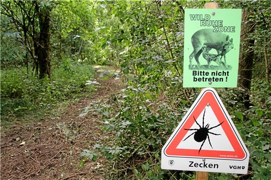 Zum Schutz der Tiere hatte Jagdpächter Hans Hesse das Waldgebiet in Heißum als Wildruhezone ausgewiesen. Jetzt verläuft genau dort der Naturerlebnispfad. Foto: Leifeld