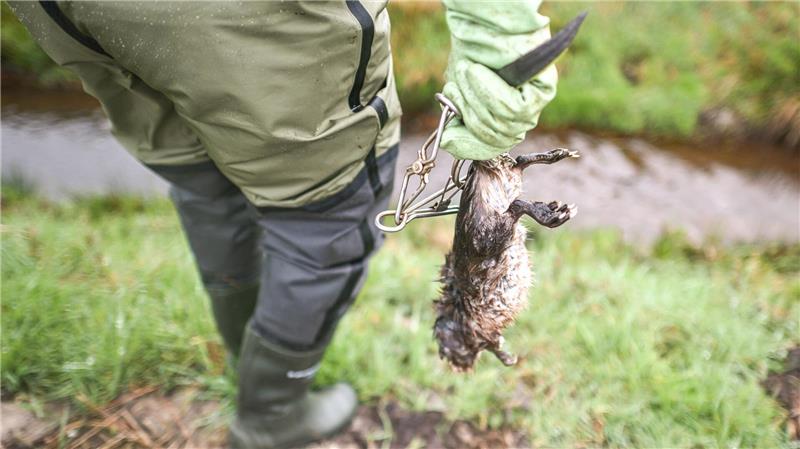 Zum Schutz von Dämmen und Deichen werden Bisamratten mit Fallen getötet.