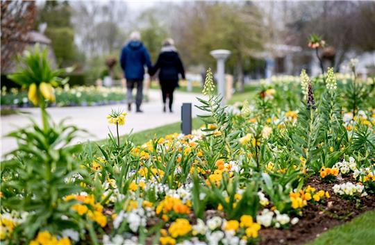 Zum Start der Jubiläumssaison blühen im Park der Gärten im Ammerland so viele Frühlingsblüher wie seit der Landesgartenschau 2002 nicht mehr.