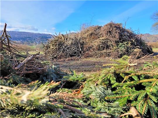 Zum Teil anhängerweise haben Bad Harzburger in den vergangenen Tagen Äste und Zweige zum Weißen Stein geliefert. Jetzt ist genug da, damit Sonntag nach langer Zeit wieder für ein paar Stunden Osterfeuer genossen werden kann. Foto: Exner