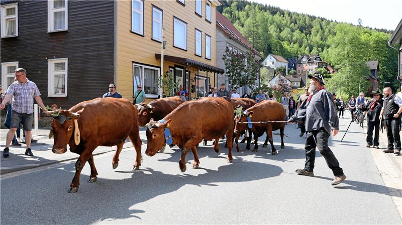 Zum Viehaustrieb werden die Tiere in jedem Jahr festlich geschmückt.  Archivfoto: Neuendorf