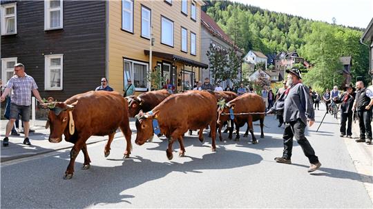 Zum Viehaustrieb werden die Tiere in jedem Jahr festlich geschmückt.  Archivfoto: Neuendorf