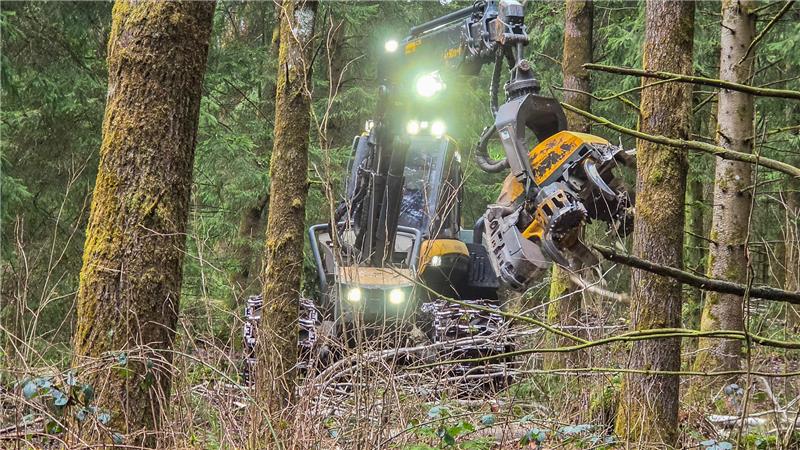 Ein Harvester fällt Bäume im Wald.