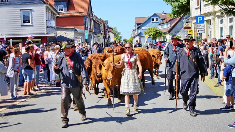 Zum Wiesenblütenhoffest am Sonntag gehört auch der Viehaustrieb, der immer viele Besucher nach St. Andreasberg lockt.