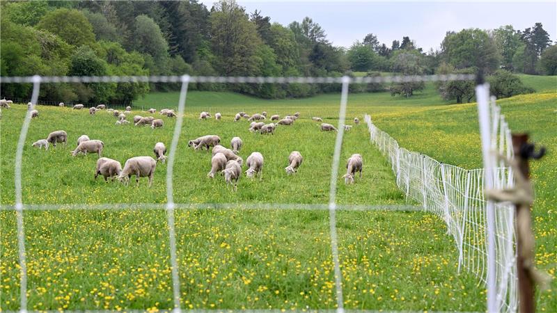 18 Schafe im Landkreis Cuxhaven gerissen Zunächst war unklar, ob die Schafe von einem oder mehreren Wölfen gerissen worden waren. (Symbolbild)