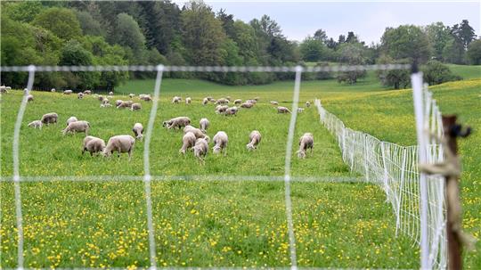 Zunächst war unklar, ob die Schafe von einem oder mehreren Wölfen gerissen worden waren. (Symbolbild)