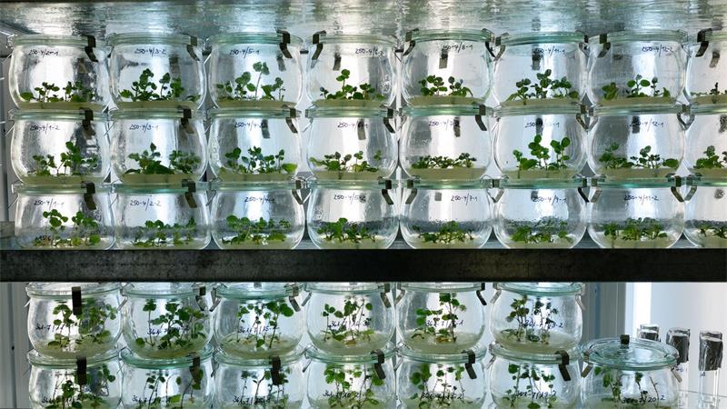 Klimawandel und Schädlinge: Resistente Kartoffeln gesucht Zunehmende Hitze, Blattläuse und neue Insekten stellen Kartoffelzüchter vor vielfältige Probleme.