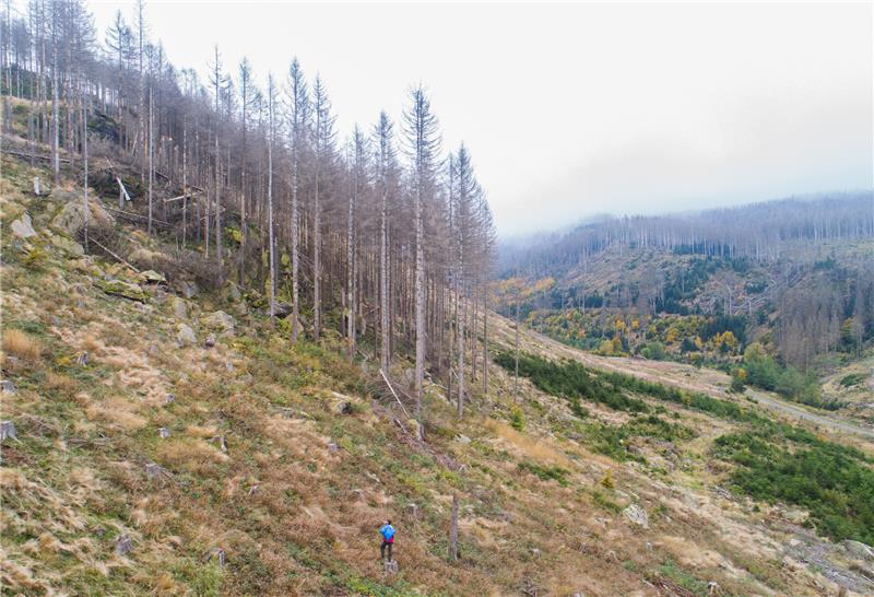 Zunehmende Trockenheit und die Verbreitung des Borkenkäfers setzen den Fichtenwäldern im Harz stark zu. Foto: Julian Stratenschulte/DPA