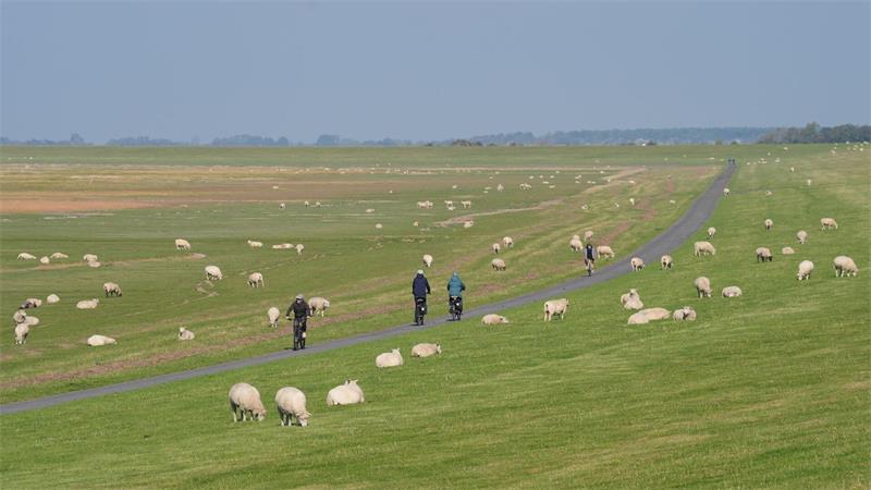Zur Feier des 17. Geburtstags des Unesco-Weltnaturerbes Wattenmeer soll an vielen Deichen gefrühstückt werden. (Archivbild)