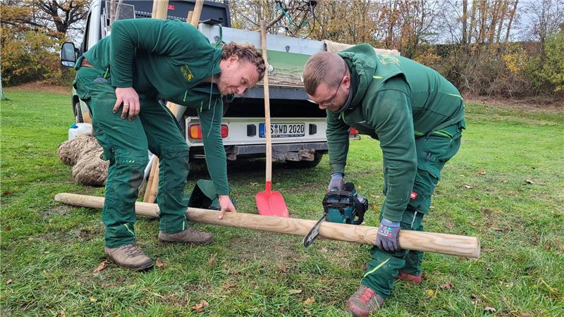 Zur Sturmsicherung der jungen Bäume schneiden die Mitarbeiter der Firma Düe Holzpfeiler zurecht und treiben sie in die Erde.