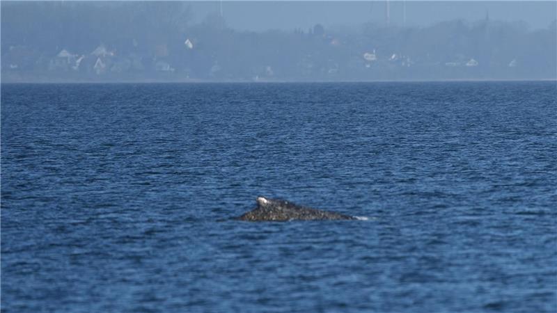 Zurück im Wasser: Buckelwal schwimmt vor Niendorf wieder frei in der Ostsee