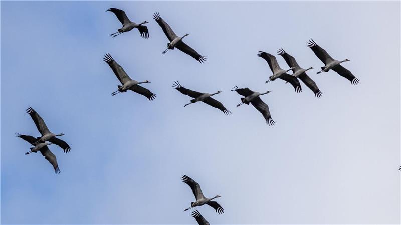 Mehr als 100.000 Kraniche sind gerade in Deutschland Zurzeit gibt es mehr als 100.000 Kraniche im ganzen Land. (Archivbild)