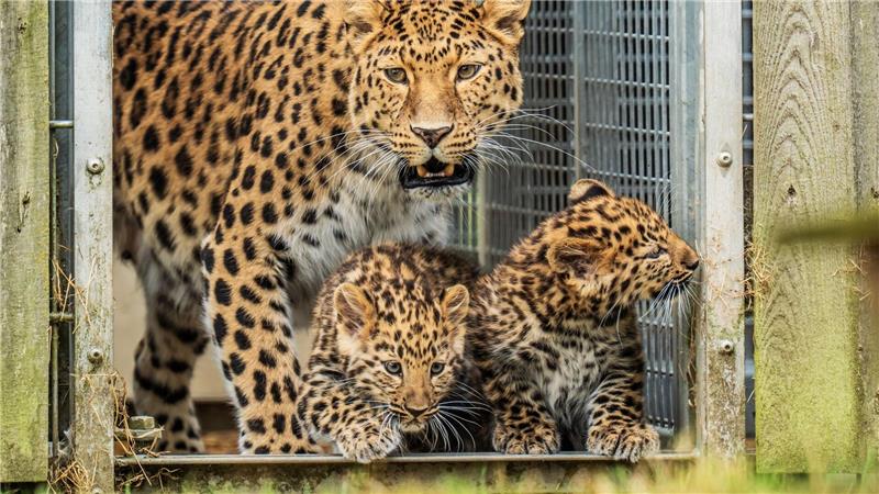 Zwei Amurleoparden-Welpen, die noch keinen Namen haben, machen neben ihrer Mutter Kristen ihre ersten Schritte in ihrem Junior-Reservat im Yorkshire Wildlife Park.