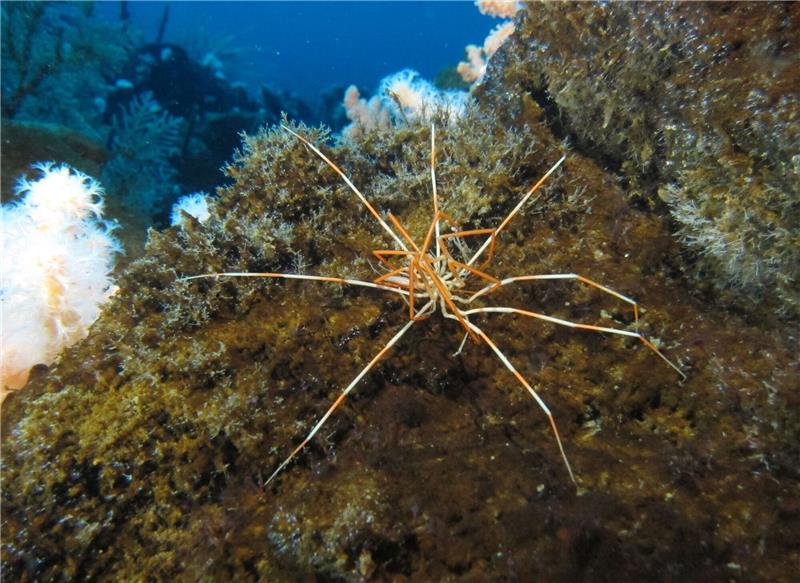 Rätsel gelöst: Riesige Asselspinnen mit spezieller Fürsorge Zwei Asselspinnen der Art Colossendeis megalonyx liegen aufeinander. Einem Forschungsteam ist es gelungen, ein seit über 140 Jahren ungelöstes Mysterium aufzuklären.