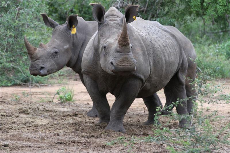 Botsuana sorgt sich wegen gestiegener Nashorn-Wilderei Zwei Breitmaulnashörner in einem Naturschutzreservat in Südafrika. Der internationale Handel mit Nashorn-Hörnern ist zwar verboten. Trotzdem töten Wilderer wieder illegal die Tiere. (Archivbild)