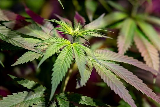 Zwei Cannabispflanzen wurden in der Wohnung des 48-jährigen Vienenburgers sichergestellt. Symbolbild: Sommer, dpa