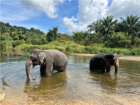 Zwei Elefanten in einem Fluss im Khao Sok Nationalpark im Süden von Thailand.