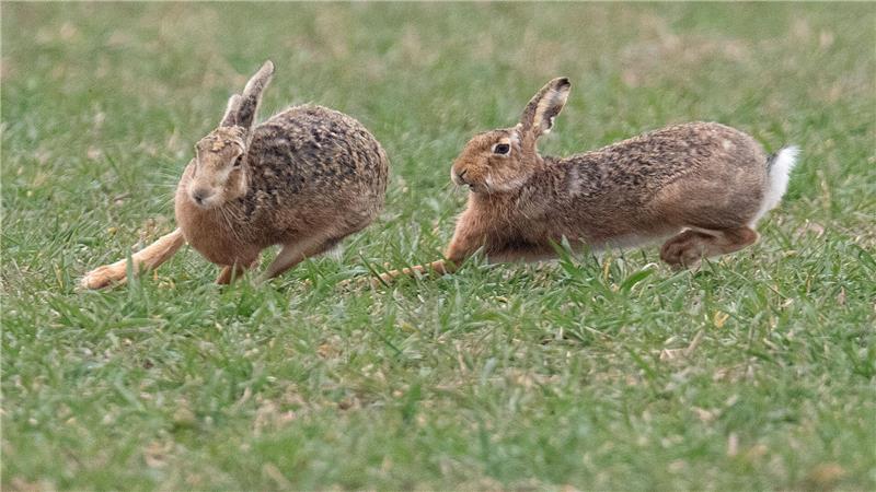 Zwei Feldhasen laufen über ein Feld. Meister Lampe breitet sich wieder in Deutschland aus – hat aber auch mit einer neuartigen Krankheit zu kämpfen. (Symbolbild)