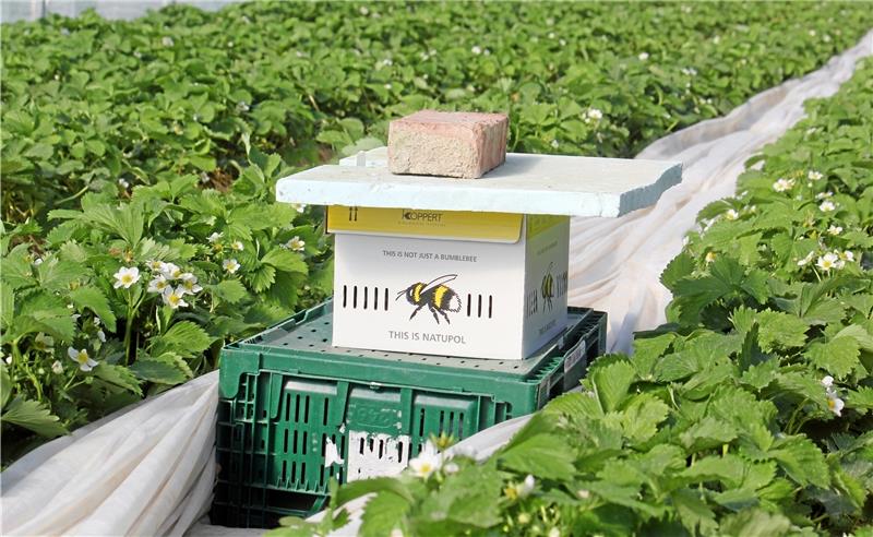 Zwei Hummel-Völker sind pro Tunnel für das Bestäuben der Erdbeetblüten zuständig und brummen emsig durch das Folienzelt. Foto: Nachtweyh