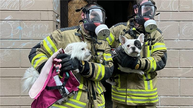 Zwei Hunde rettete die Feuerwehr und übergab sie ihren Besitzern. 