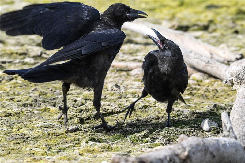 Vogel-Angriffe auf Menschen sind eher selten Zwei Krähen zanken sich um ein Stück Futter, das eine Krähe fest im Schnabel hält.