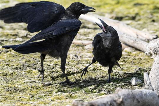 Zwei Krähen zanken sich um ein Stück Futter, das eine Krähe fest im Schnabel hält.