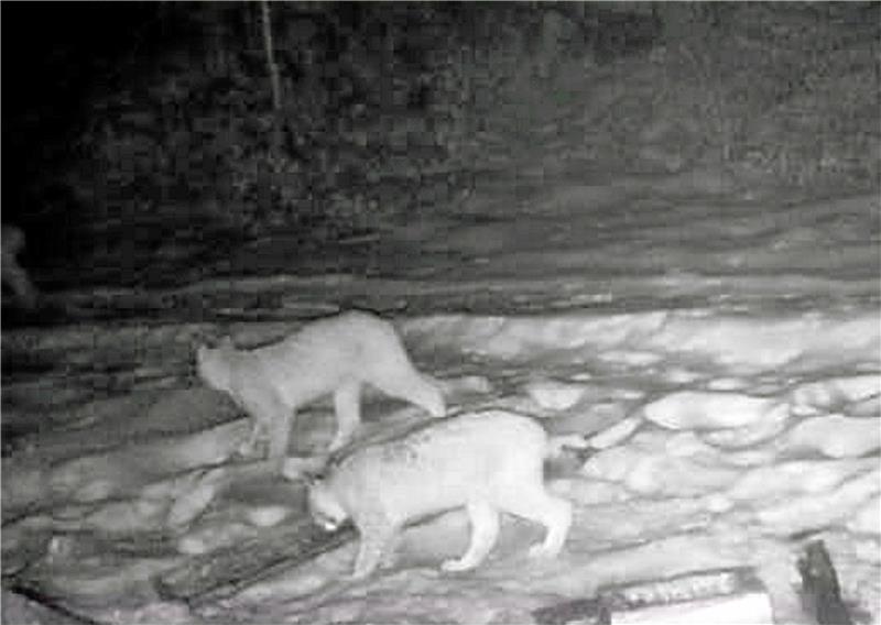 Zwei Luchse während eines Streifzuges in der Nähe des Tierheims in Goslar, aufgenommen vorige Woche von einer Wildkamera.