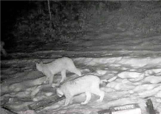 Zwei Luchse während eines Streifzuges in der Nähe des Tierheims in Goslar, aufgenommen vorige Woche von einer Wildkamera.
