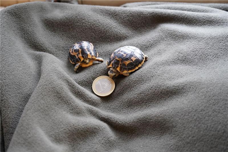 Zwei seltene Mini-Schildkröten im Zoo Hannover geschlüpft Zwei Madagassische Spinnenschildkröten, die am 14. Februar im Zoo Hannover geboren wurden.