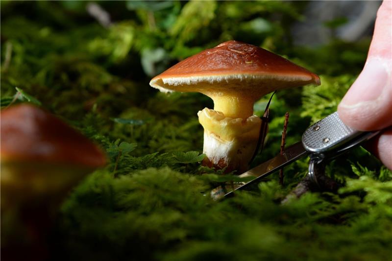 Zwei Maronenröhrlinge stehen im Wald.