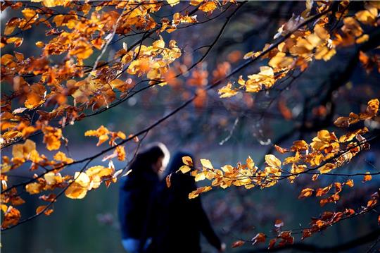 Zwei Menschen gehen zwischen herbstlichen Bäumen hindurch.