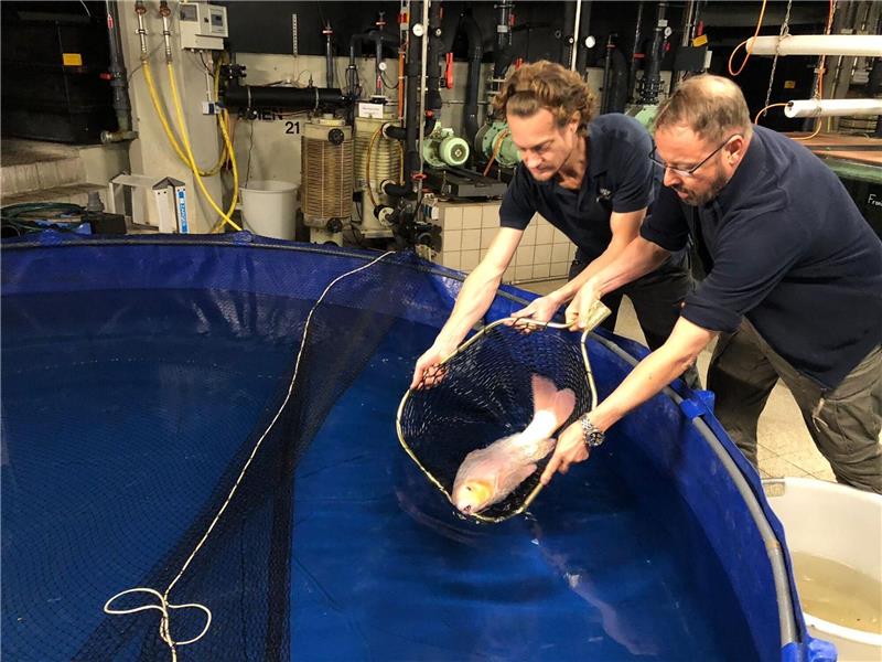 Zwei Mitarbeiter des Berliner Zoos lassen einen Koi in ein Becken, der nach dem Platzen des Aquariums gerettet werden konnte.