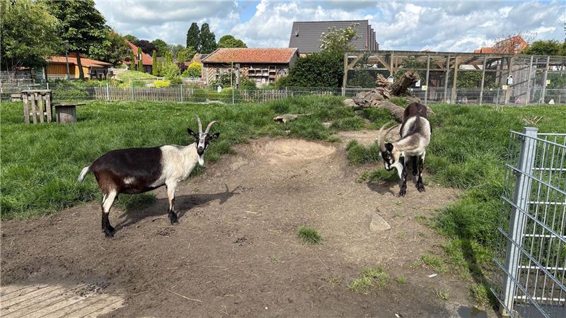 So tippen die Niedersachsen-Orakel Zwei Näpfe hatte Ziege Annika aus dem Haustierpark Werdum (Landkreis Wittmund) zur Auswahl.