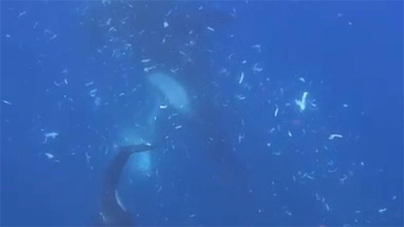 Zwei Orcas nach dem Zerfetzen eines Mondfisches (Screenshot aus dem Video)
