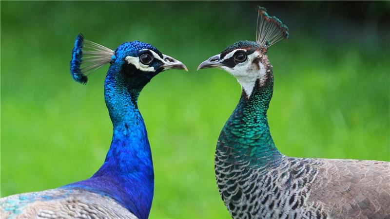 Zwei Pfaue streifen durch den Vorgarten eines Hauses in Texas.