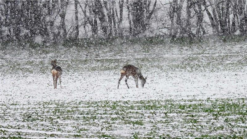 Zwei Rehe im Schnee. 