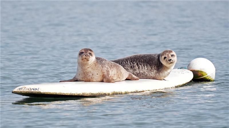 Zwei Robben haben es sich auf einem Surfbrett bequem gemacht.