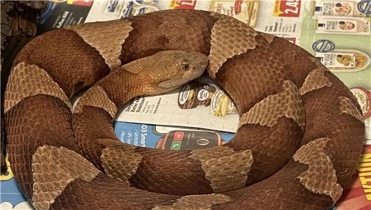 Zwei Schlangen der hochgiftigen Art Nordamerikanischer Kupferkopf sind kürzlich in Bremerhaven aufgetaucht. Diese ist mittlerweile in einem Reptilienhaus in Saterland untergebracht. Foto: Florian Häselbarth