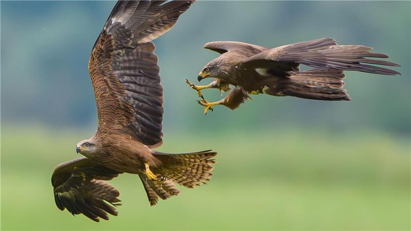 Zwei Schwarzmilane (Milvus migrans) liefern sich in der Luft über einer Hügellandschaft bei Lietzen eine spektakuläre Verfolgungsjagd.