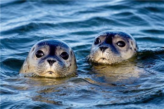 Zwei Seehunde schwimmen am Ostende der Insel Juist in der Nordsee.