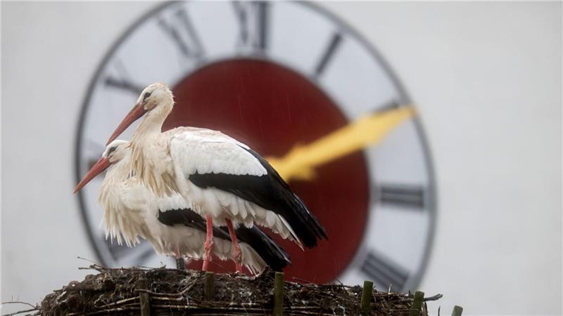 Zwei Störche stehen im Regen zu Frühlingsbeginn.