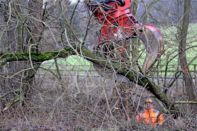 Zwei Tage dauert es nach Angaben von Bauleiter Ulrich Pasternack, um die Bäume an der Hauptstraße zwischen Langelsheim und Wolfshagen, kurz vorm Ortseingangsschild, anzusägen. Foto: Nixdorf