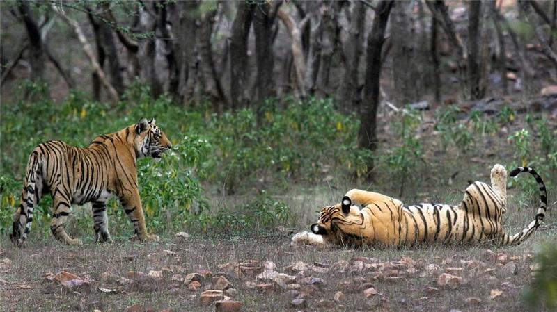 Größere Tigerpopulation in Indien dank Schutzmaßnahmen Zwei Tiger im Ranthambore-Nationalpark in Indien. (Foto Archiv)