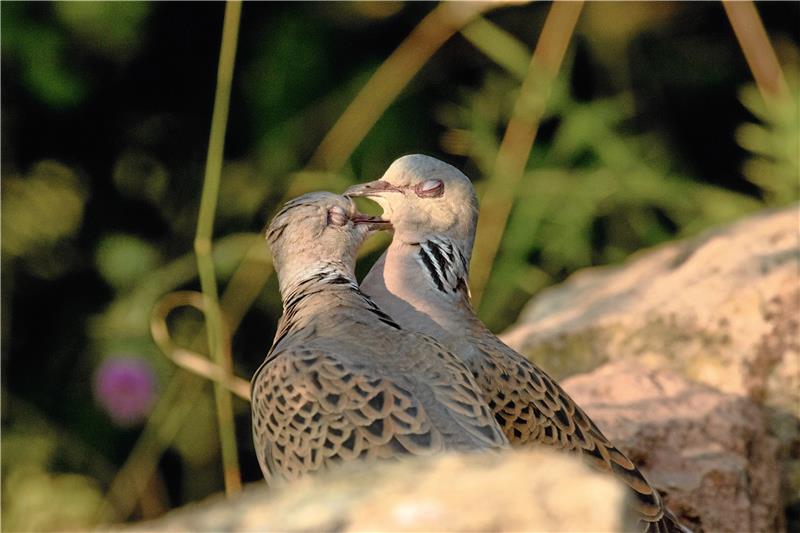 Zwei Turteltauben kommen sich näher. Die Vogelart ist ein Symbol der Liebe, aber vom Aussterben bedroht. Foto: dpa
