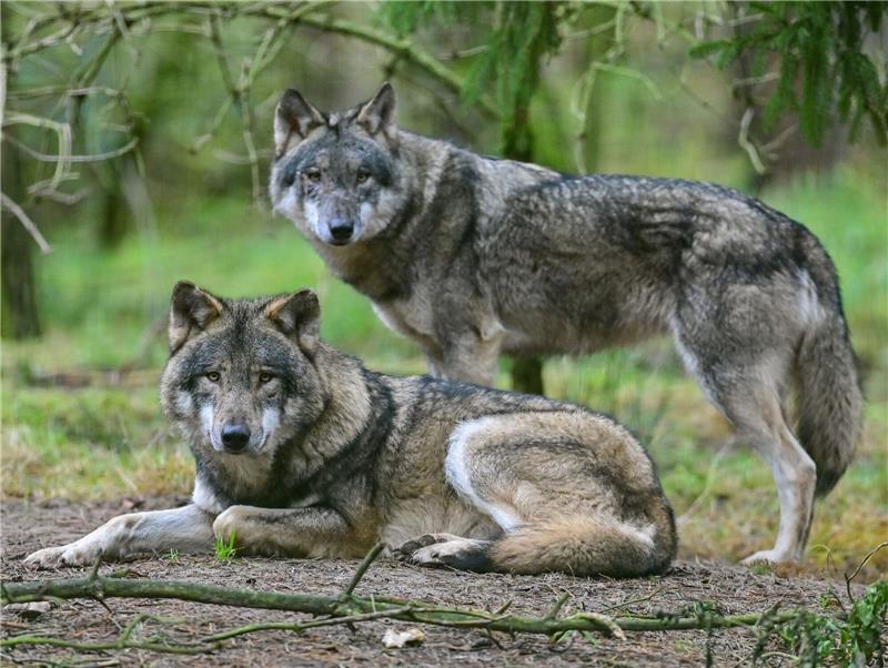 Lemke will Abschuss von Wölfen erleichtern Zwei Wölfe in einem Gehege in einem Wildpark.